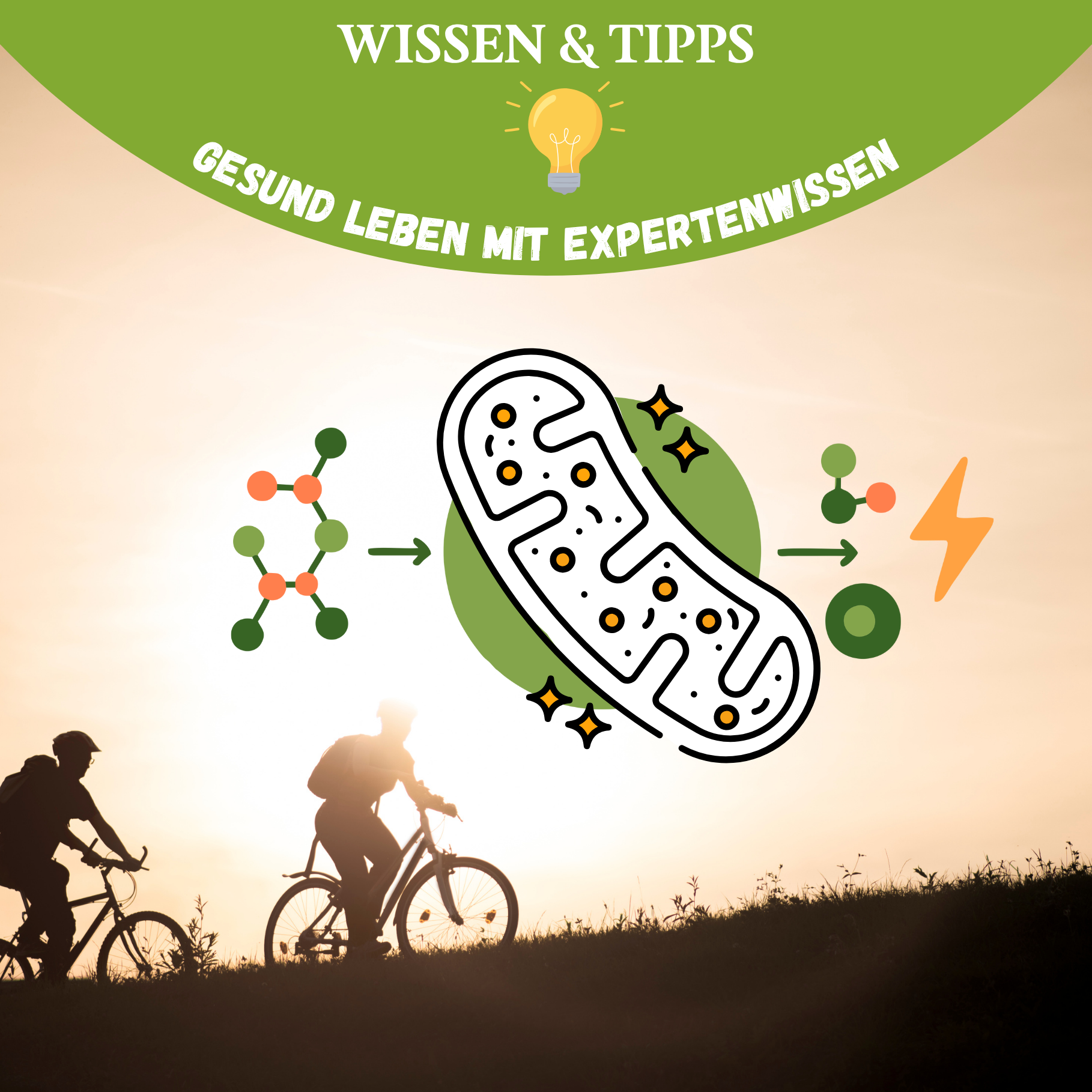 Bewegung & Energieproduktion – Wie Sport deine Mitochondrien aktiviert