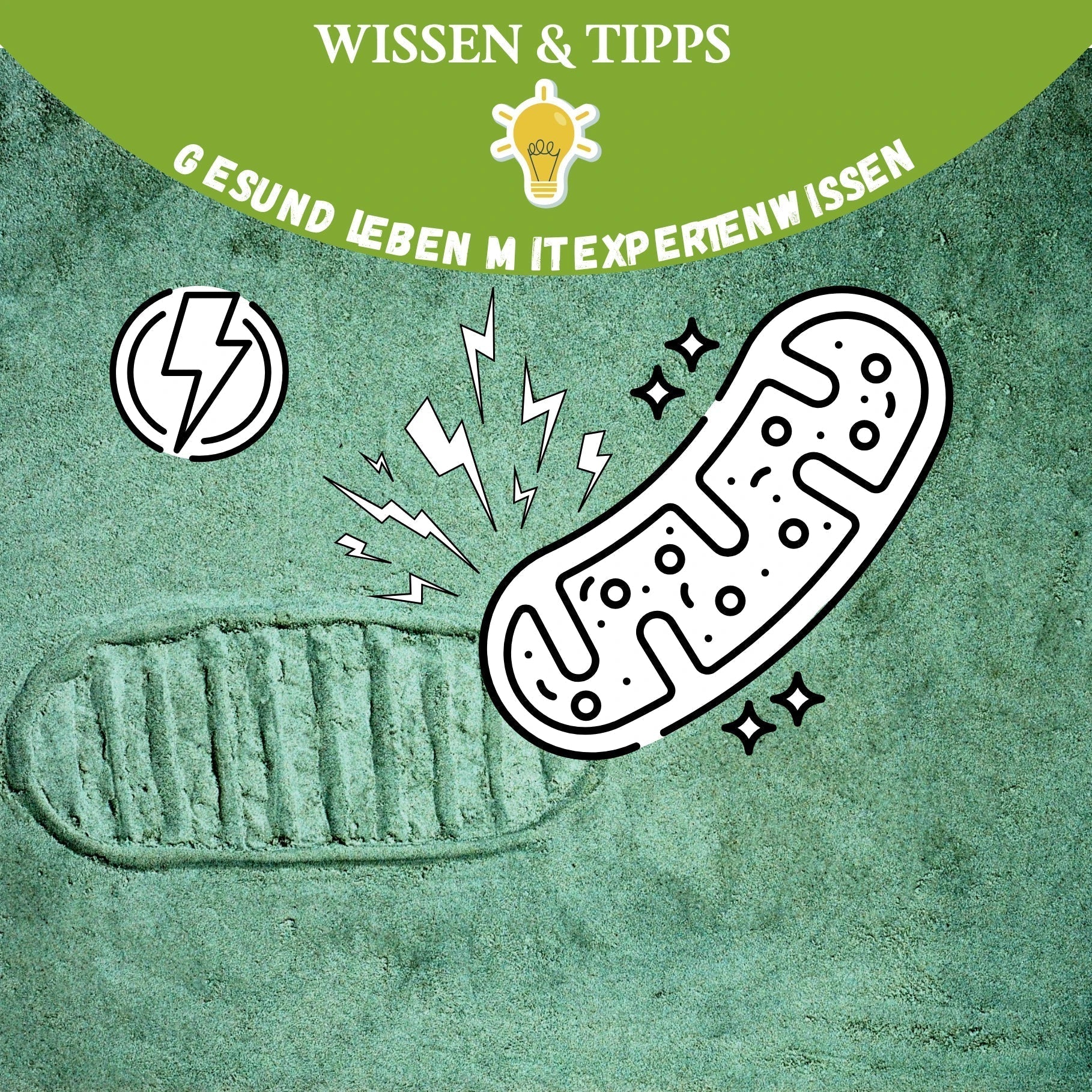 Mitochondrium als Symbol für Zellenergie und Energieproduktion – Illustration zum Ratgeber über sieben wissenschaftlich fundierte Wege, Mitochondrien und Zellenergie zu unterstützen.