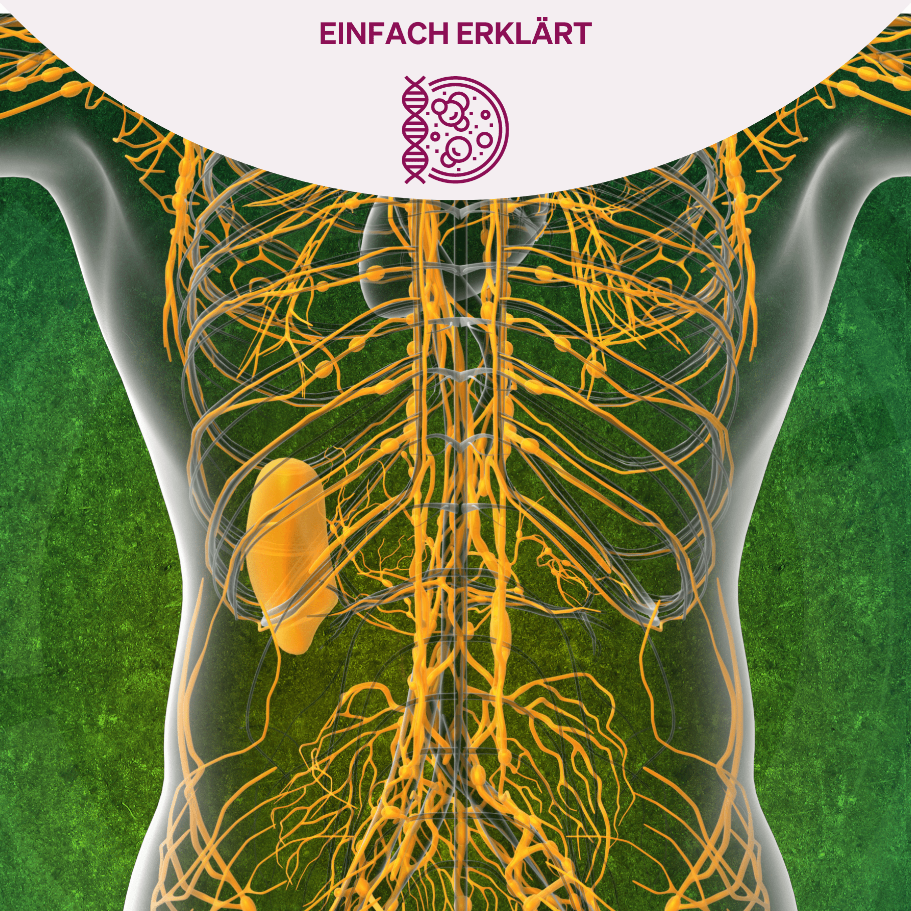 Eine schematische Darstellung eines menschlichen Oberkörpers und Kopfes, die das Lymphsystem in grün hervorhebt