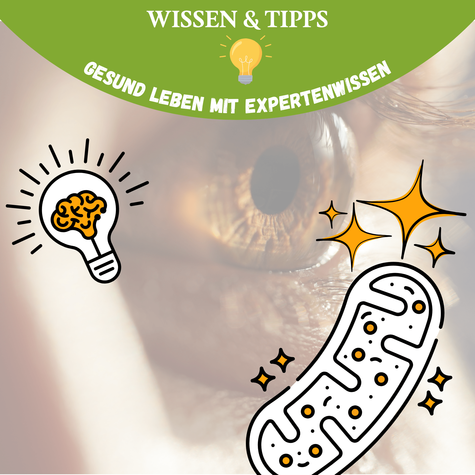 Konzentration & Klarheit: Wie deine Mitochondrien dein Gehirn mit Energie versorgen