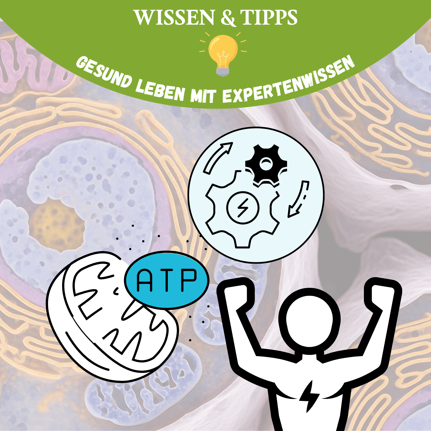 Zellenergie 40+ – Was sich verändert und wie du gegensteuerst