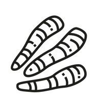 Kurkuma Icon