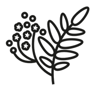 boswellia_serrata.png