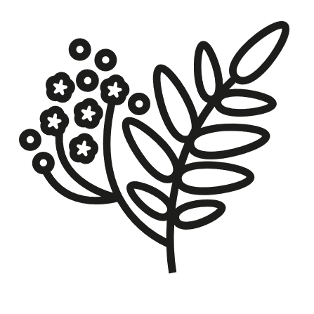 boswellia_serrata.png